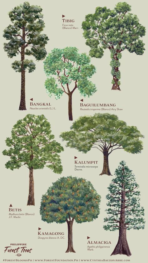 Trees In Philippines, Philippine Trees, Philippine Biodiversity, Conservation Of Natural Resources, Landscape Architecture Drawing, Forest Fruits, Landscape Sketch, Wallpaper Earth, Tagaytay