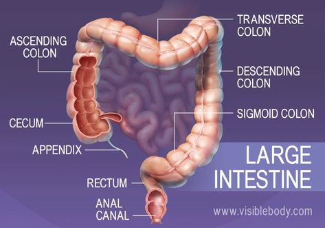 The major sections of the large intestine Sigmoid Colon, The Digestive System, Large Intestine, Important Facts, Digestive System, Facts About, The Body, Reading, 10 Things