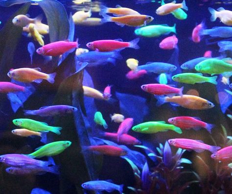 Glow In The Dark Fish Glow In The Dark Fish, Glow Fish, Tetra Fish, Fish Tank Themes, Jellyfish Tank, Aquatic Pets, Glow Stones, Fresh Water Fish Tank, Electric Green