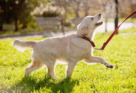 How to Train Your Dog to Run With You House Training Puppies, Dog Minding, Easiest Dogs To Train, House Training Dogs, Dog Brain, Dog Training Techniques, Training Your Puppy, Golden Retriever Puppy, Dog Runs