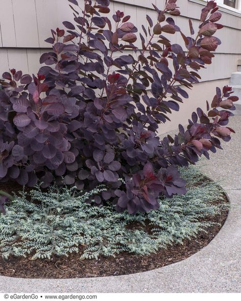 Burgundy and blue is a classic foliage color pairing and this low maintenance shrub duo looks good spring to fall. This vignette thrives in full sun and... Beautiful Front Yard Landscaping, Landscape Front Yard, Low Maintenance Landscape, Low Maintenance Landscaping Front Yard, Low Maintenance Shrubs, Front Yard Design, Front Landscaping, Low Maintenance Landscaping, Garden Shrubs