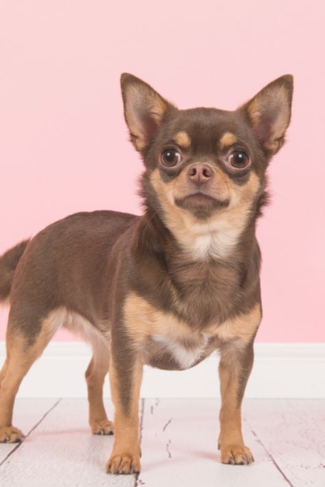 Cute brown #chihuahua dog standing seen from the side in a pink living room setting Pictures Of Chihuahuas, Brown Chihuahua, Dog Standing, Teacup Chihuahua Puppies, Baby Chihuahua, Cutest Puppies, Teacup Chihuahua, Pink Living Room, Room Setting