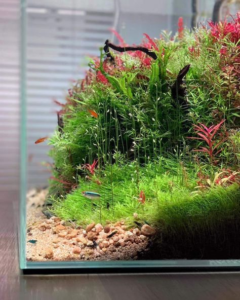 Fish Tank Themes, Fish Tank Terrarium, Aquascape Design, Fish Tank Design, Indoor Water Garden, Aquarium Terrarium, Fresh Water Fish Tank, Nano Aquarium, Shrimp Tank