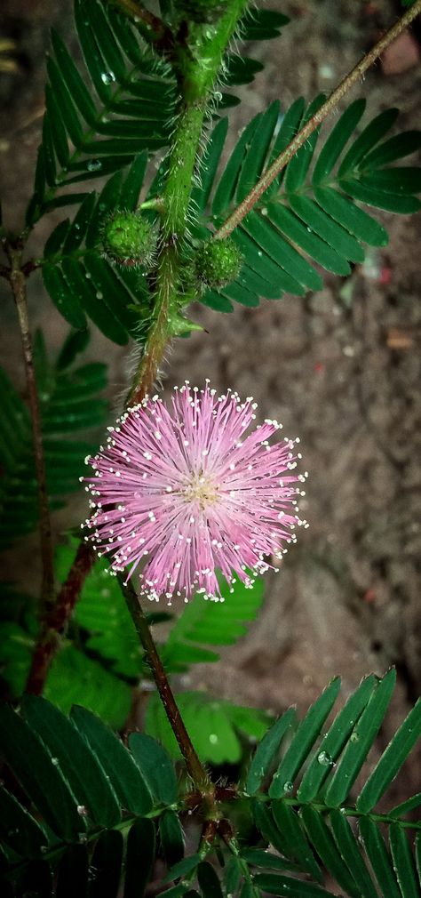 Mimosa pudica Patios, Planting Flowers, Mimosa Pudica, Mimosa Tree, Concept Development, Mimosa, Hedges, Dandelion, Apartment