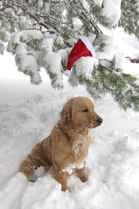 . Christmas Dog Photography, Golden Retriever Wallpaper, Dog Christmas Photos, Golden Retriever Christmas, Christmas Dreaming, Xmas Wallpaper, Preppy Christmas, Cosy Christmas, Christmas Feeling