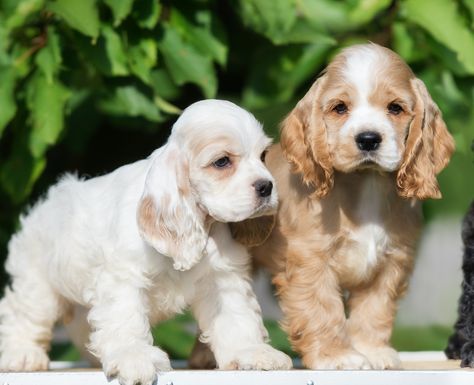 Cocker Spaniel For Sale, English Cocker Spaniel Puppies, Golden Cocker, Spaniel Puppies For Sale, Spaniel Breeds, Newborn Puppies, Welsh Corgi Puppies, Cockapoo Puppies, American Cocker Spaniel