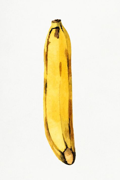 Vintage banana illustration. Digitally enhanced illustration from U.S. Department of Agriculture Pomological Watercolor Collection. Rare and Special Collections, National Agricultural Library. | free image by rawpixel.com Illustration Mockup, Banana Illustration, Watercolor Collection, Painting Collection, Banana Art, Free Illustration Images, Leaves Illustration, Leaf Illustration, Design Layouts