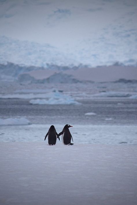 Wallpaper Penguin, Snow Wallpaper Hd, Penguin Photo, Penguin Walk, Two Penguins, Penguin Wallpaper, Animal Wallpapers, Snow Animals, Winter Iphone