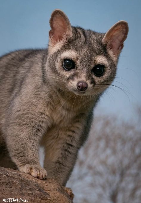 Jayla Animal, Mya Animal, Gracie Animal, Cincinnati Zoo, Wild Animals Pictures, Kingdom Animalia, Lots Of Cats, Animal Species, Weird Animals