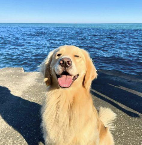 Golden Retriever Reaction Pic, Golden Retriever Light, Billy Showalter, Golden Retriever Smile, Golden Puppies, Cute Dog Photos, A Golden Retriever, Cute Animals Puppies, Dream Dog