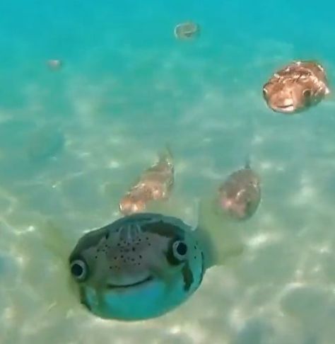 Fish Meme, Puffer Fish, The Ocean, Bend, Jelly, Puffer, Swimming, I Love, Fish