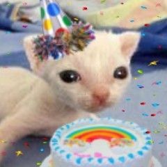 Silly Cat Birthday, Cat With Birthday Hat, Birthday Cat Meme, Happy Birthday Cat, Birthday Cat, Birthday Funny, Funny Happy Birthday, Happy Birthday Mom, Birthday Meme