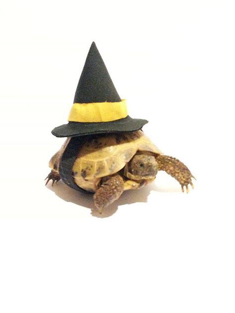 Tortoise Costume, Diy Pet Costumes, Russian Tortoise Diet, Turtle Costume, Russian Tortoise, Tortoise Care, Galapagos Tortoise, Turtle Costumes, Perfect Diet