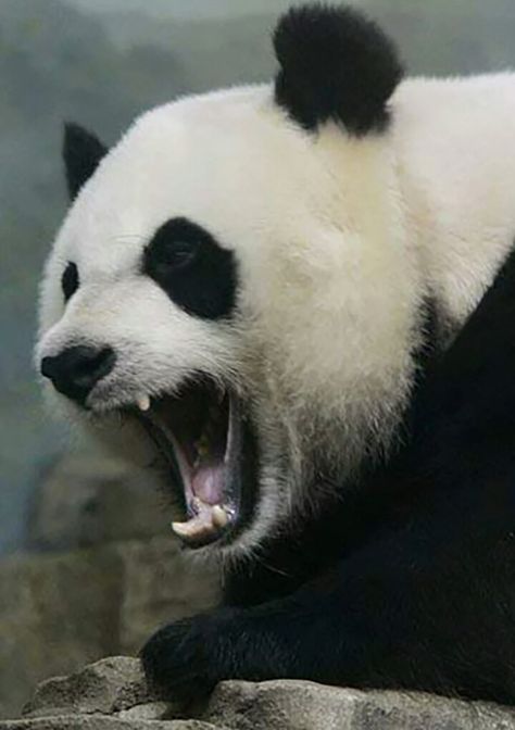 Shen Qiao, Panda Head, Panda Tattoo, Panda Express, Crown Tattoo, Animal Reference, Panda Love, Animal Heads, Metal Band