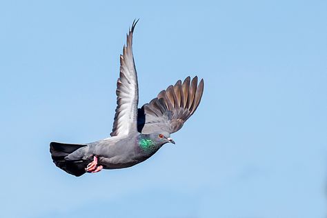 Pigeon Reference, High Flying Pigeons, Pigeons Flying, Pigeon Flying, Accordian Book, Bird Anatomy, Otter Drawing, Flying Pigeon, Fly Drawing