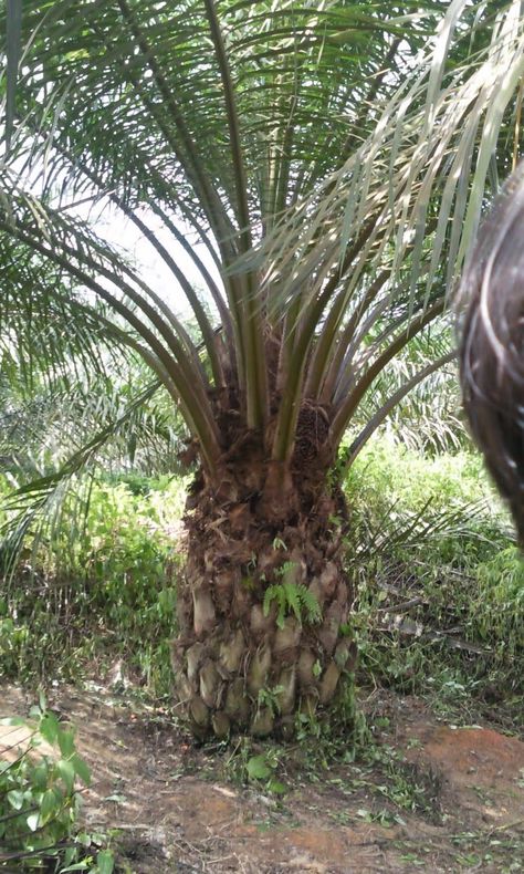 Palm Oil Tree (Elaeis guineensis) Palm Trees, Plants, Palm Oil