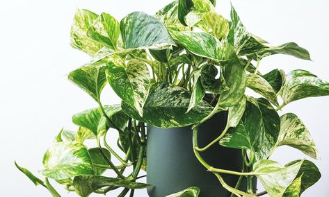 Golden Pothos Care, Plants Pothos, Pothos Care, Pothos Plant Care, Marble Queen Pothos, Plant Hacks, Pothos Plant, Indoor Plant Care, Best Indoor Plants