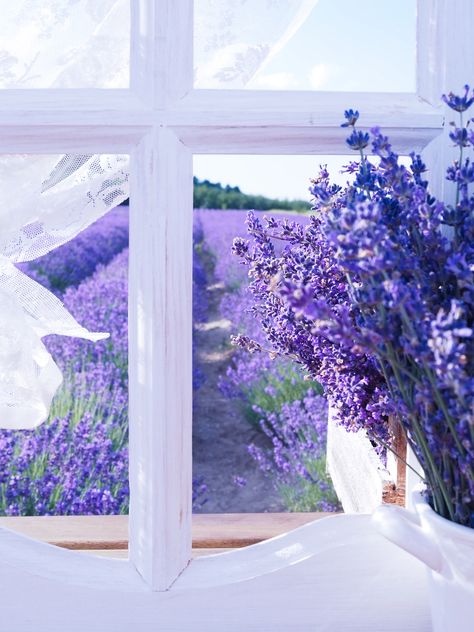 Lavender Cottage, Lavender Green, Lavender Farm, Queen Anne, Laundry Room, Lilac, Violet, Lavender, Cottage