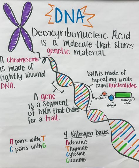 Mrs. Henry | Maywood Middle School Mrs Henry Online Plant Cell Organelles, Leaf Anatomy, Unicellular Organisms, Cell Biology Notes, Medical Notebook, Science Lessons Middle School, Biochemistry Notes, Bio Notes, Learn Biology