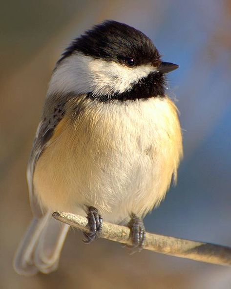 Regard Animal, Winter Bird, How To Attract Birds, Arte Inspo, Backyard Birds, Bird Pictures, Exotic Birds, Pretty Birds, Bird Photo