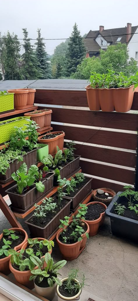 Mini Garden Balcony Ideas, Small Porch Garden Apartment Balconies, Apartment Porch Plants, Herbs Balcony Ideas, Balcony Gardening Vegetable, Balcony Garden Bed, Small Patio Greenhouse, Apartment Balcony Plant Ideas, Apartment Patio Garden Veggies