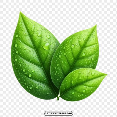 Leaf Png For Editing, Juice Design, Leaf Png, Leaves Png, School Flyer, Photoshop Tutorial Photo Editing, Leaf Clipart, Leaf Images, Love Quotes Photos