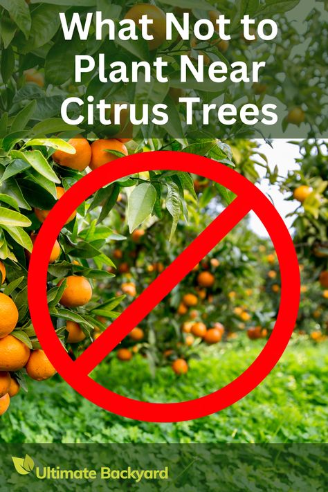 Maximize your citrus tree health with our expert guide on what not to plant nearby. Discover which plants can hinder your citrus trees' growth, compete for nutrients, or attract harmful pests. This article provides practical tips to ensure your citrus trees thrive. Citrus Tree Garden Design, Citrus Trees Landscape Design, Citrus Garden Design, Orange Tree Landscaping, Citrus Trees Landscape Backyards, Orange Tree Backyard, Planting Citrus Trees In Ground, Citrus Tree Guild, Citrus Trees Landscape