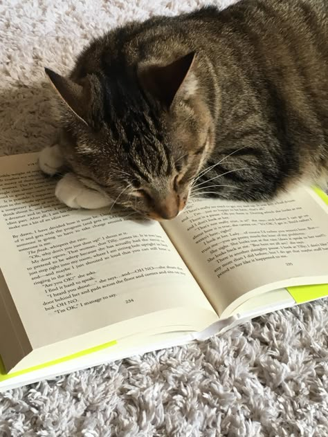 Aesthetic Tabby Cat, Cute Tabby Cats, Tabby Cats Aesthetic, Brown Tabby Cat Aesthetic, Cat In Apartment, Tabby Cat Aesthetic, Cute Tabby Cat, Cat And Book, Cats Tabby