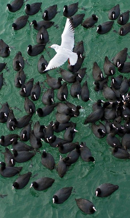 Seagull Regnul Animal, White Birds, Green Ocean, White Bird, Sea Birds, Birds Flying, Birds Eye, Top View, Bird Feathers