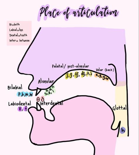 Place Of Articulation, Phonetics Aesthetic, Slp Praxis Study Guide, Slp Grad School Aesthetic, Fronting Speech Therapy Activities, Slp Therapy Activities, Speech And Language Therapy Aesthetic, Speech Pathology Aesthetic, Speech Pathology Humor