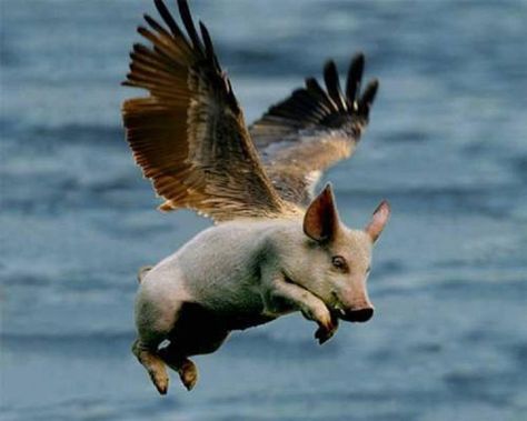 Pigs with Wings Flying Pigs Art, Deer Fly, Fly Drawing, Pig Art, This Little Piggy, Flying Pig, Little Pigs, Pigs, Bald Eagle