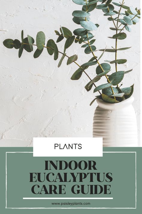 The Eucalyptus plant is found in all kinds of home decor these days! Come along as Bitofcream.com discusses how to successfully care for a REAL eucalyptus plant indoors! Eucalyptus Potted Plant, Eucalyptus Care Indoor, Eucalyptus Indoor Plant, Growing Eucalyptus Indoors, How To Grow Eucalyptus Indoors, Grow Eucalyptus Indoors, Eucalyptus Plant Care, Eucalyptus Plant Indoor, House Jungle