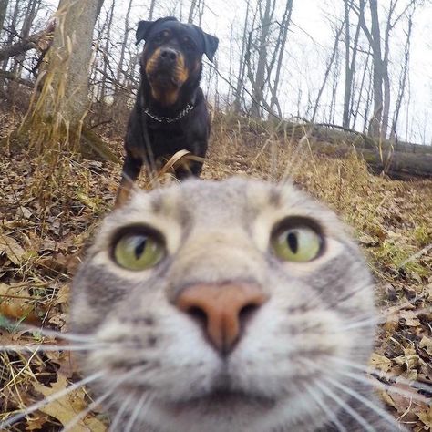 Photogenic Cat Masters the Art of Taking Purrfect Selfies - My Modern Met A Cat, A Dog, Selfies, Instagram