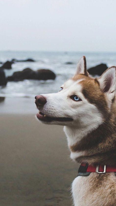 14 Reasons Your Husky is Actually the Perfect Husband | PetPress Husky Aesthetic, Siberian Husky Training, Red Siberian Husky, Siberian Husky Facts, Caine Husky, Husky Breeds, White Husky, Cute Husky, Husky Lover