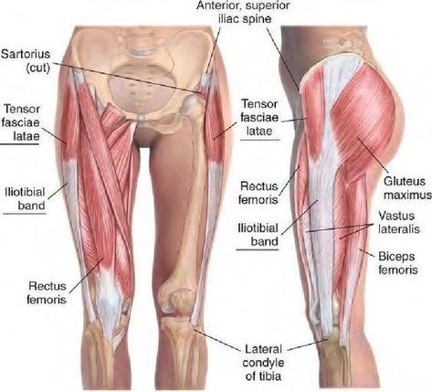 Fascia Blasting, Tensor Fasciae Latae, Iliotibial Band, Quads And Hamstrings, Tight Hip Flexors, Human Body Anatomy, Ashley Black, Muscle Anatomy, Body Anatomy