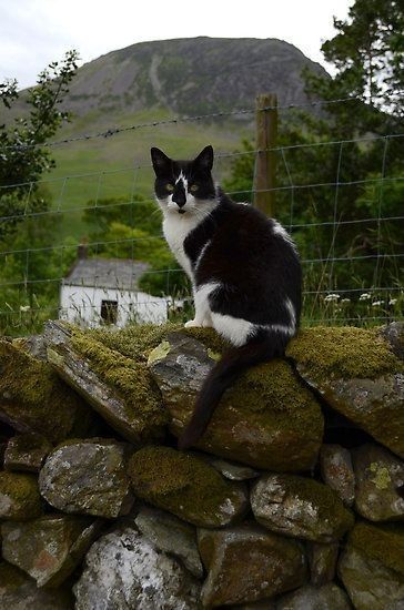 Black And White Cats, Tuxedo Cats, Outdoor Cats, Airbrush Art, White Cats, Village Life, Here Kitty Kitty, English Countryside, English Cottage