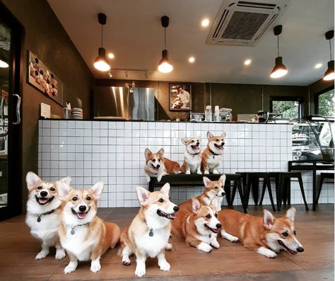 This Corgi Café Serves Matcha Lattes AND Puppy Snuggles  Delish Golden Retriever Husky, Pet Cafe, Café Design, Puppy Snuggles, Cafe Concept, Dog Cafe, Cute Cafe, Secret Life Of Pets, Cat Cafe