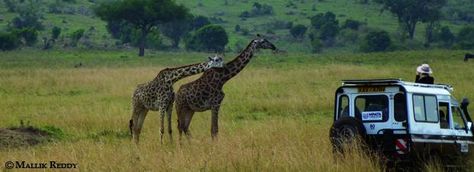 #Travel to #Kenya this june Tanzania National Parks, Masai Mara Safari, The Great Migration, Tanzania Safari, Serengeti National Park, Africa Do Sul, Jeep Willys, Safari Adventure, Safari Lodge