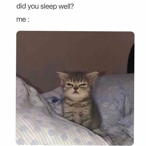 Animal Humour, Söt Katt, Cat Meme, Funny Animal Jokes, Sleep Well, Animal Jokes, Really Funny Memes, Cute Little Animals