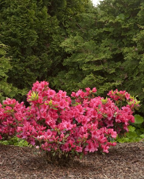 Azalea 'Girard's Rose' | Plant Profile | Sylvan Gardens Landscape Contractors Azelia Bush Planting, Shrub Border, Azalea Garden, Azalea Shrub, Small Evergreen Shrubs, Azaleas Garden, Dead Flowers, Rose Plant, Burning Bush