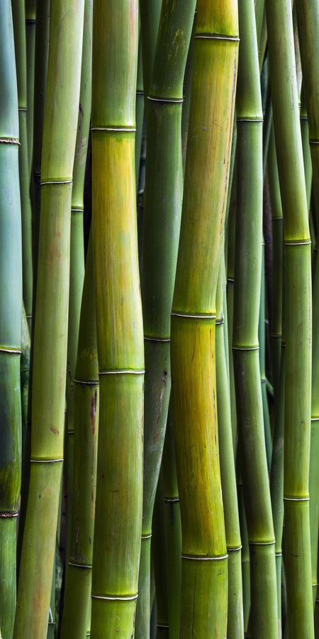 Amoled Wallpapers, Phone Wallpaper Quotes, Texture Inspiration, Bamboo Tree, Trending Pins, Cool Wallpapers For Phones, On Phone, Pink Wallpaper Iphone, Foto Art