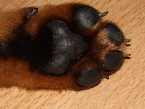 rott paw Rottweiler Dogs, Tiny Nails, Dog Paw Pads, Rottweiler Breed, Rottweiler Puppy, Rottweiler Love, Puppy Paw, Spoiled Rotten, Puppy Paws