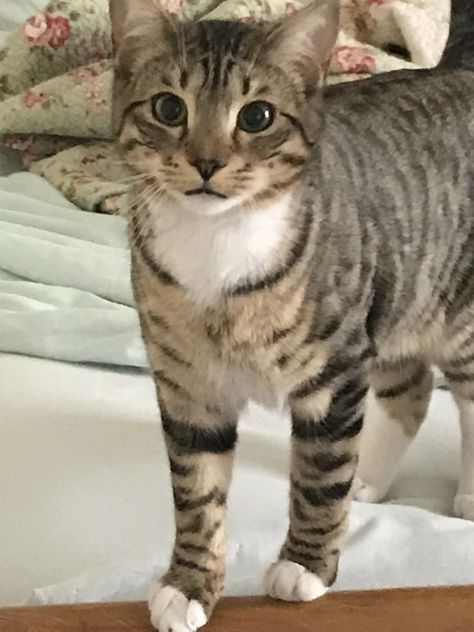 My handsome Bengal mix Stuart. A very rare occasion of not causing mass destruction Bengal Mix Cats, Bengal Tabby Mix Cat, Brie Core, Cat Napping, Beautiful Cats Pictures, Tabby Cats, Orange Tabby Cats, Most Beautiful Cat Breeds, Cat Climbing