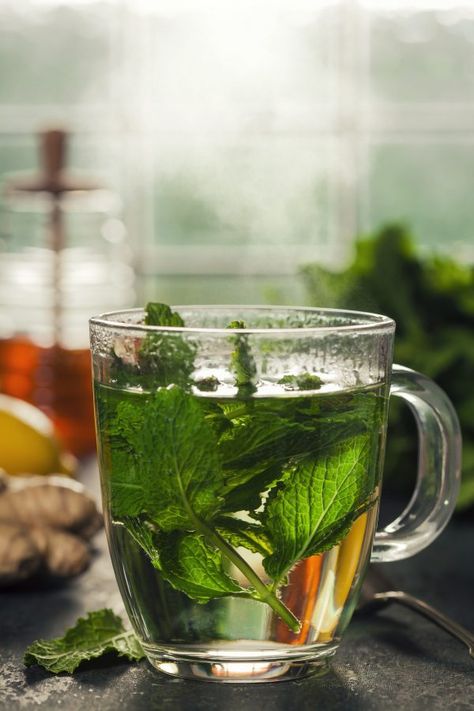 Easy Fresh Mint Tea (Hot or Iced). 5-10 leaves per cup, 200 degrees, 3-5 min Fresh Mint Tea, Nettle Leaf, Health Tonic, Mint Tea, Peppermint Tea, Wild Food, Healing Herbs, Fresh Mint, Medicinal Herbs