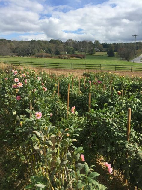 North Carolina Garden, Western Nc, Mountain Living, Western North Carolina, To The Mountains, Kids Growing Up, Mountain Biker, Rv Travel, Blue Ridge Mountains