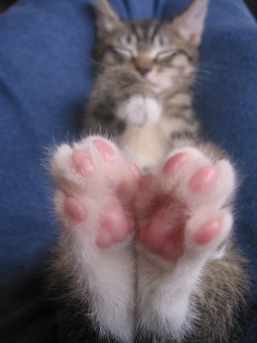 Feet! Funny Cat Pictures, Reflexology, Cute Kittens, Cat Paws, Beautiful Cats, Animals Friends, Crazy Cats, Cat Pics, Cat Love