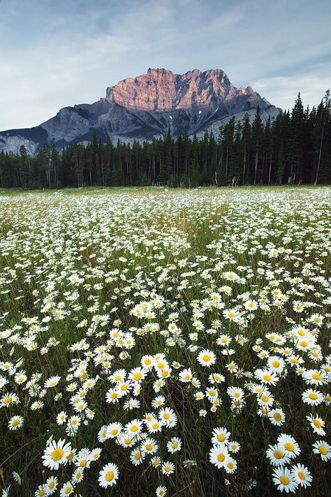 Field of Daisies, Banff National Park, Alberta, Canada Field Of Daisies, Daisy Field, Cascade Mountains, Banff National Park, Alberta Canada, Mountain Range, Pretty Places, Photo Print, Beautiful Landscapes