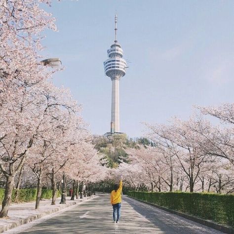 Namsan Tower, South Korea Photography, Daegu South Korea, Korea Wallpaper, South Korea Seoul, Cherry Trees, South Korea Travel, Korea Travel, Travel South