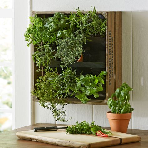 This unique decorative planter hangs plants, flowers, and herbs vertically on the wall inside a rustic, weathered-gray wine crate made from reclaimed wood. Herb Garden Wall, Wine Crates, Gutter Garden, Herb Garden Planter, Farmhouse Inspired Decor, Indoor Plant Wall, Vertical Vegetable Garden, Wall Planters, Garden Planter Boxes