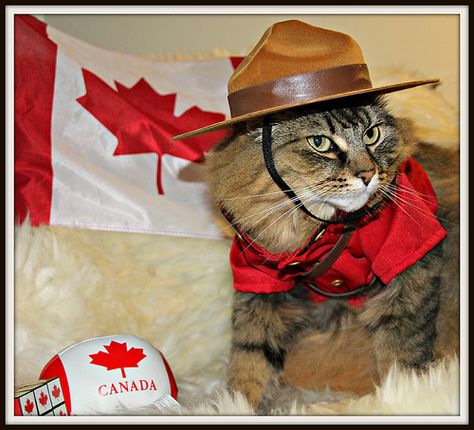 All ready for Canada Day!  One of my all time favorite Maine Coons, Abbie! Canada Day, Canadian Memes, Happy Canada Day, Inspirational Quotes With Images, Life Is Tough, Funny Cat Memes, Kitty Kitty, Dope Art, Silly Cats